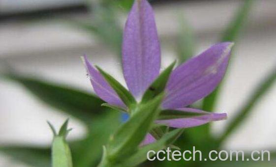 蓝花参的功效与作用 蓝花参的副作用-1