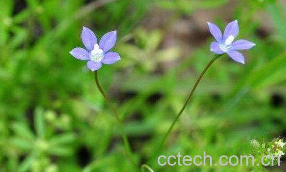 蓝花参的功效与作用 蓝花参的副作用-0
