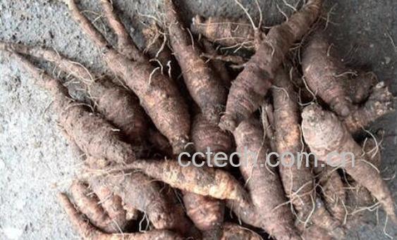 羊乳和羊乳参有什么区别 吃羊乳参的好处-0