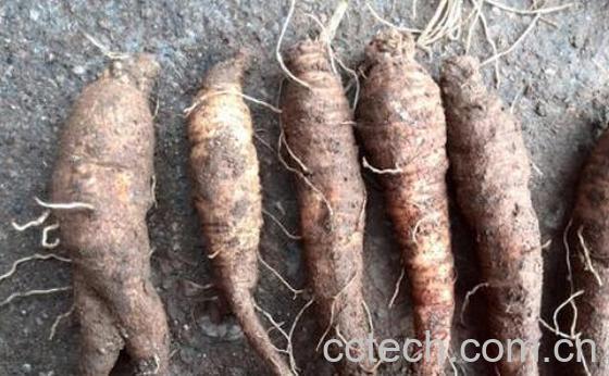 羊乳和羊乳参有什么区别 吃羊乳参的好处-1