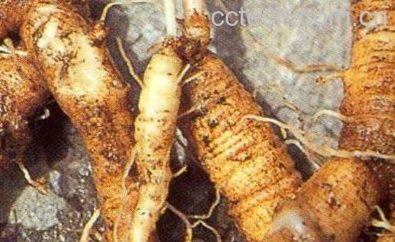 羊乳参的功效与作用 羊乳参的副作用与禁忌-1