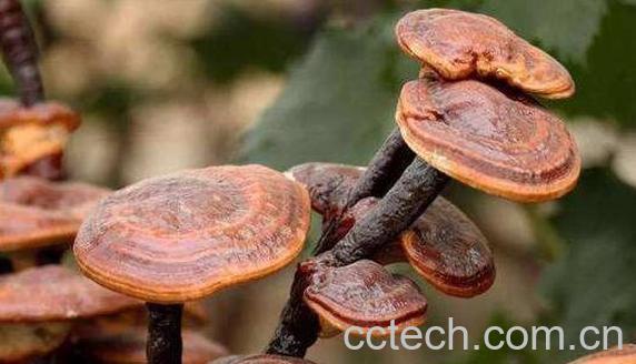 微芝草的功效及作用-0