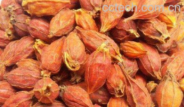 栀子颗粒的功效与作用-1