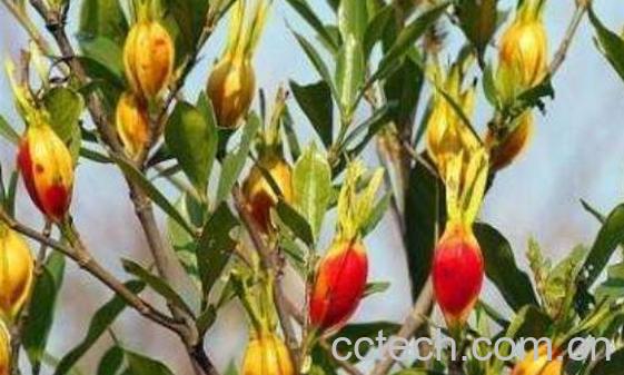 栀子颗粒的功效与作用-0