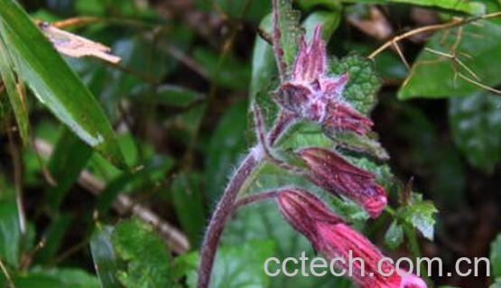 地黄的功效与作用 地黄的副作用-0