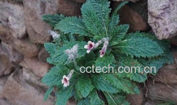 地黄的功效与作用 地黄的副作用-1