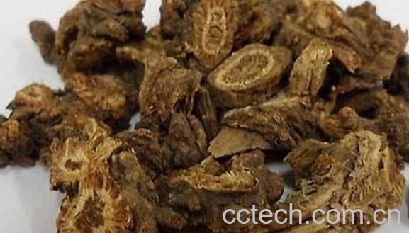 羌活的功效与作用及药用价值-0