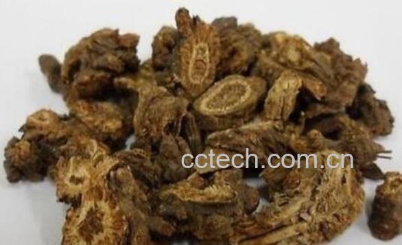 羌活的功效与作用及药用价值-1