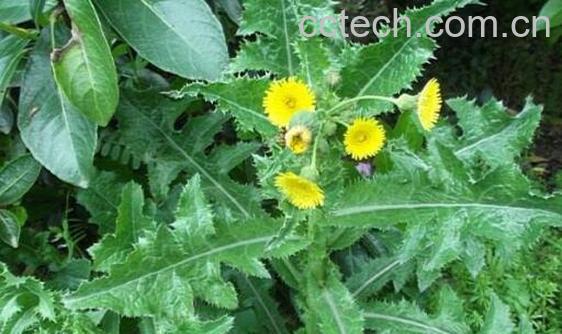 续断菊的功效与作用及副作用-0