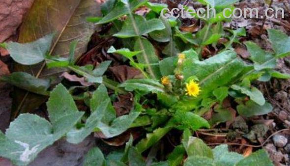 续断菊的功效与作用及副作用-1