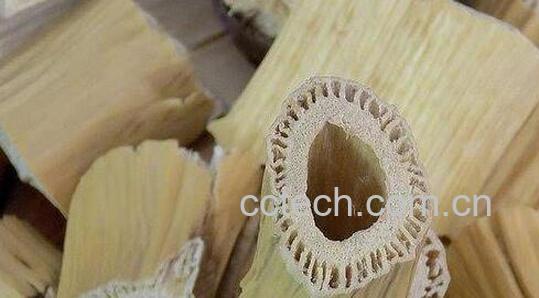 芦根的功效与作用及禁忌-1