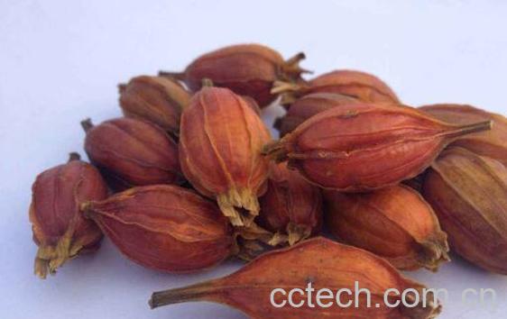 栀子果的功效与作用-1