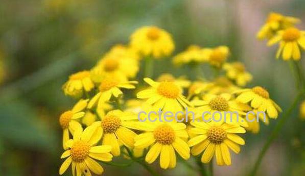 野菊花根的功效与作用-0