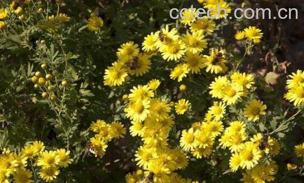 野菊花根的功效与作用-1