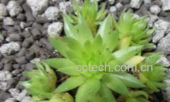 长生草的功效与作用及药用价值-1