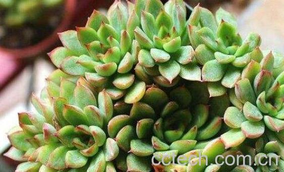 长生草的功效与作用及药用价值-0