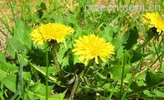 苦碟子和蒲公英的区别-1
