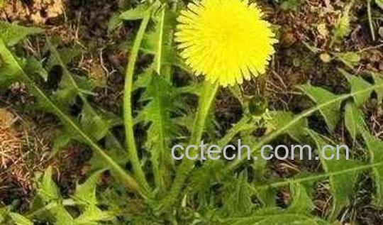 苦碟子和蒲公英的区别-0