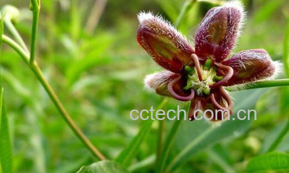 萝的功效与作用 萝的使用禁忌-1