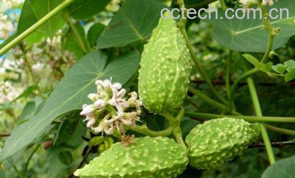 萝的功效与作用 萝的使用禁忌-0