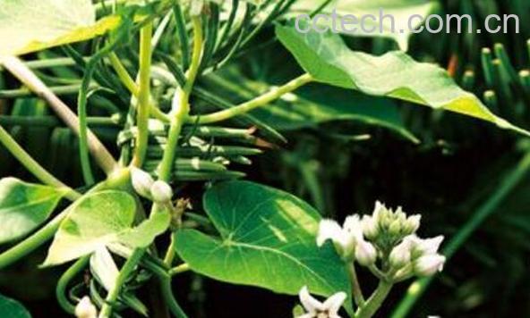 萝与华萝的区别 萝的功效-0