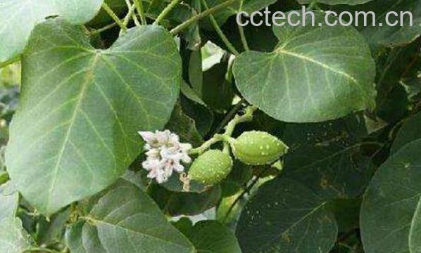 萝与华萝的区别 萝的功效-1