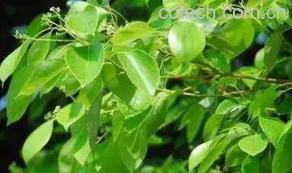 香樟叶油的功效与作用-0