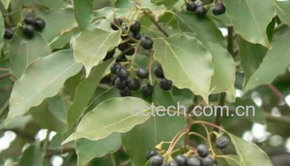 香樟叶油的功效与作用-1