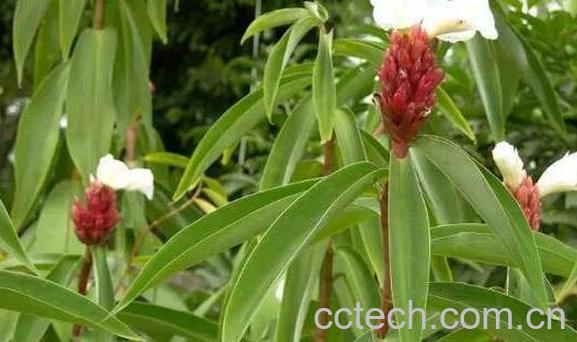 闭鞘姜的食用方法 闭鞘姜怎么吃好-1