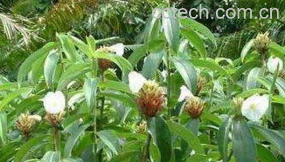 白石笋的功效与作用-0