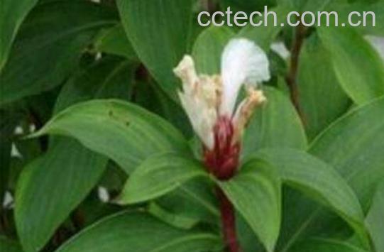 白石笋的功效与作用-1