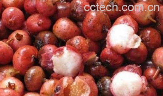 野地瓜泡酒的功效与作用-0