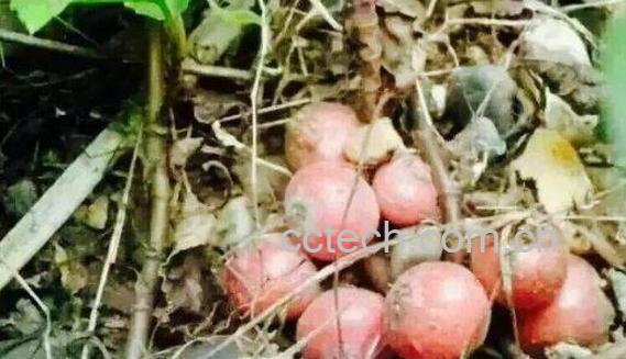 野地瓜泡酒的功效与作用-1