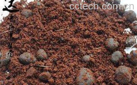 麝香仁的功效与作用及药用价值-1