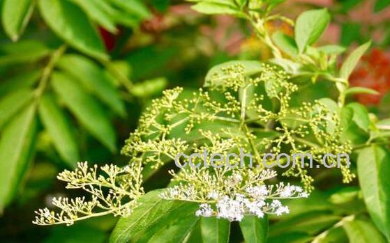 接骨草的功效与作用 接骨草怎么用-1