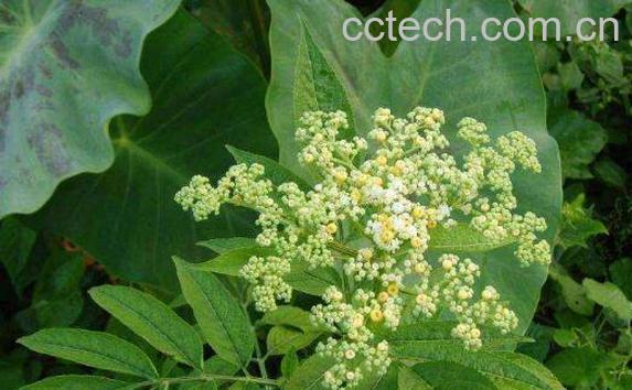 接骨草的功效与作用 接骨草怎么用-0