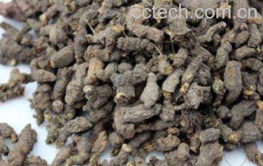 天葵子的功效与作用 天葵子的用法-0