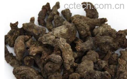 天葵子的功效与作用 天葵子的用法-1