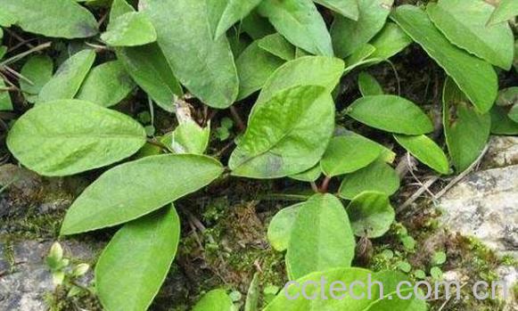 野地瓜藤的功效和作用-0