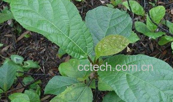 野地瓜藤的功效和作用-1