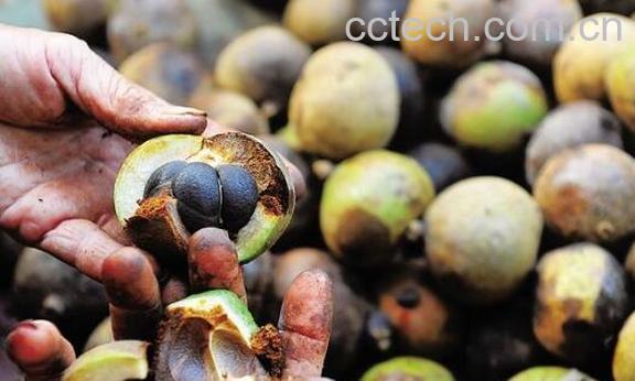 油茶芯泡水有什么功效-0