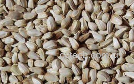 白花子的功效与作用-0