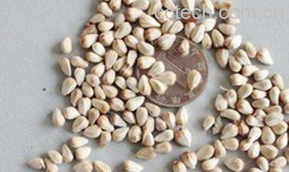 白花子的功效与作用-1