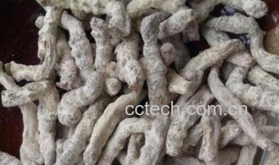 白僵蚕的功效与作用及禁忌-1