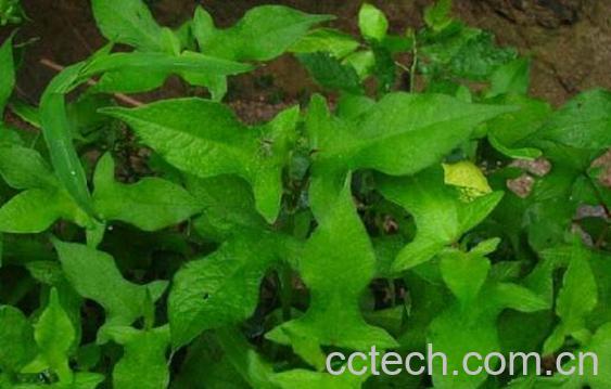 戟叶蓼的功效和作用-1