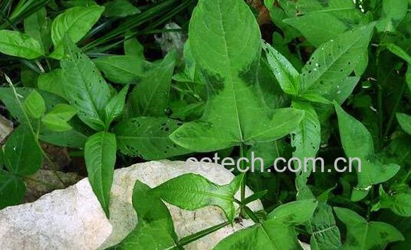 戟叶蓼的功效和作用-0