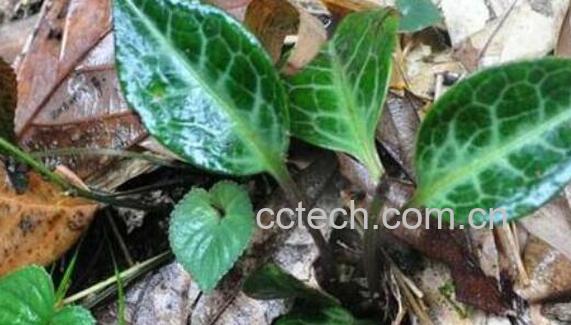 鹿蹄草的功效和作用 鹿蹄草的副作用-0