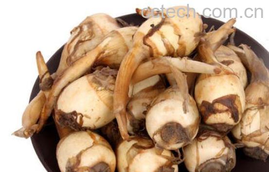 慈菇的功效与作用及禁忌-0