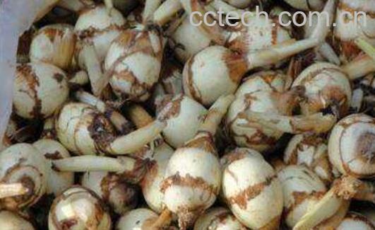 慈菇的功效与作用及禁忌-1