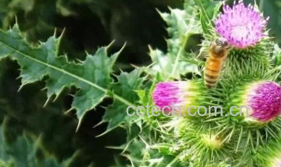 剪刀草的功效与作用及药用价值-1